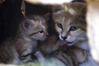 UK: 8-year-old boy microwaves neighbour's cat