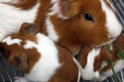 Ent wrap: Guinea pigs are out to save the world