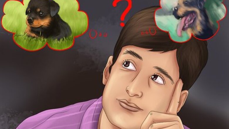 How to Adopt a Rottweiler