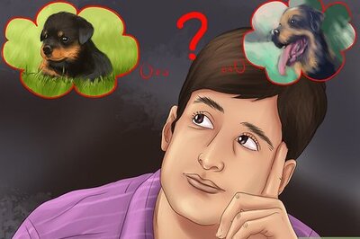 How to Adopt a Rottweiler