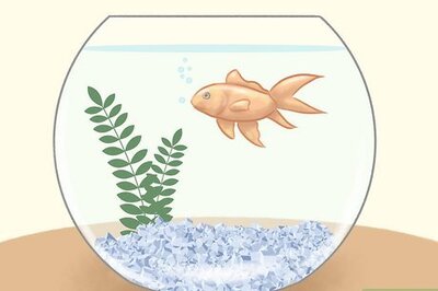 How to Teach Children to Care for Pets