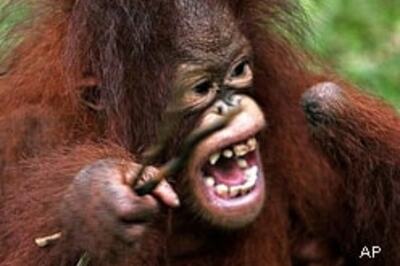 Orangutans flee Indonesia forest fires