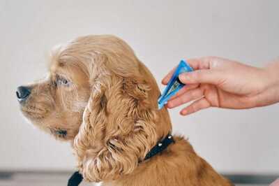 Safeguarding Your Furry Friends: 5 Paws-itive Ways to Shield Your Pets from Ticks