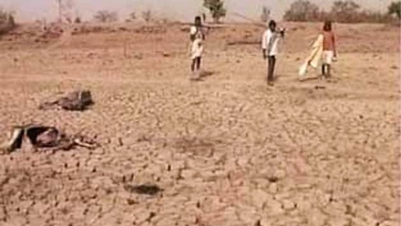 Maharashtra drought: Govt okays Rs 256 cr for orchards