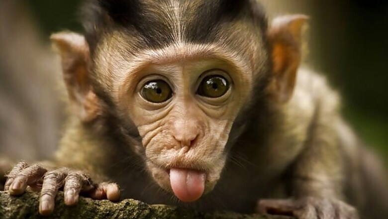 Monkeys hinder government's IT plans in Varanasi