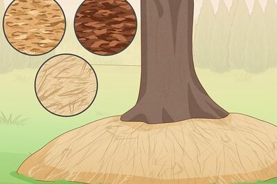 How to Deal with Exposed Tree Roots