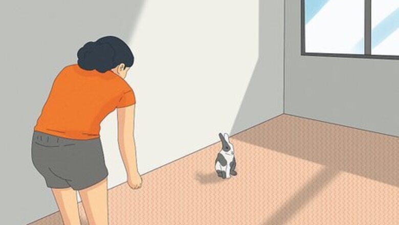 How to Pet a Rabbit