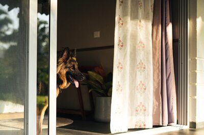 4 Pet Friendly Homestays Across India