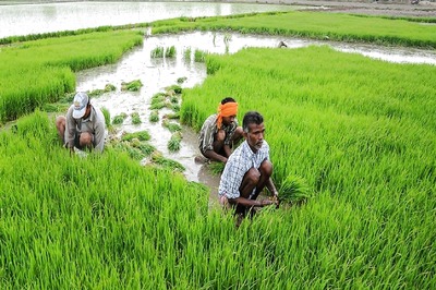 Well-spread Monsoon to Result in Bumper Kharif Output: Report