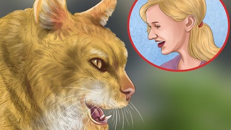 How to Understand Your Cat's Behavior
