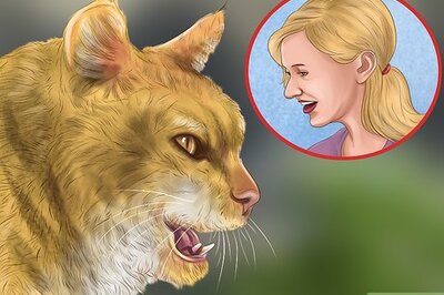 How to Understand Your Cat's Behavior