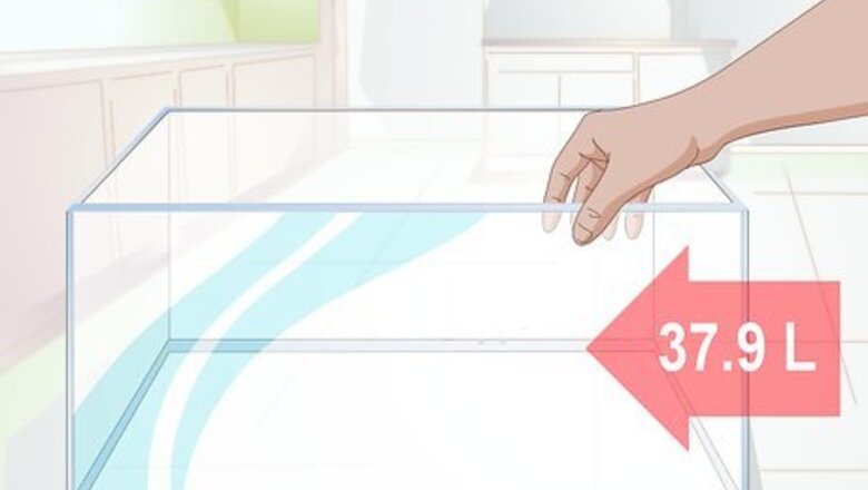 How to Set up a Community Fish Tank