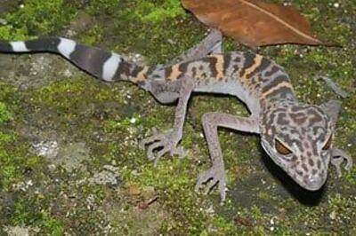 Lost world animals found in vanishing river region