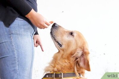 How to Control Your Dog