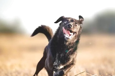 New Study Sheds Light On Animals' Ability To Sense Fear In Humans Through Sweat