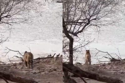 Tourists Capture 'Breathtaking Battle' Between Tigress And Crocodile At Ranthambore