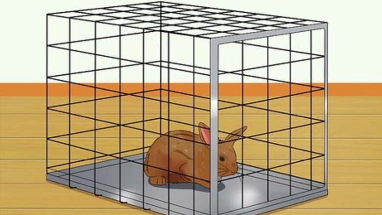 How to Care for Thrianta Rabbits