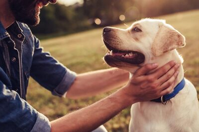 4 simple tips for pet parents who work from home