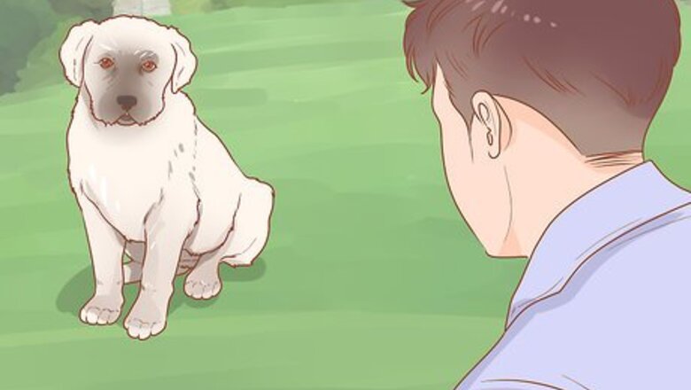 How to Train a Rescue Dog