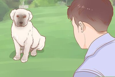 How to Train a Rescue Dog