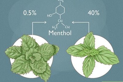 Spearmint vs Peppermint: Differences in Taste and Use