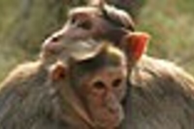 Experimental Ebola drug heals all monkeys in study