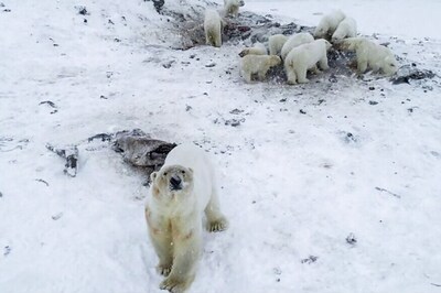 After Weak Arctic Ice Leaves Them Unable to Roam, 56 Polar Bears Descend on Russian Village