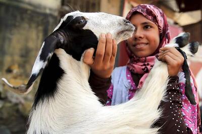 This Bakr Eid, pick 'beautiful, honest, or organic-fed' goats online