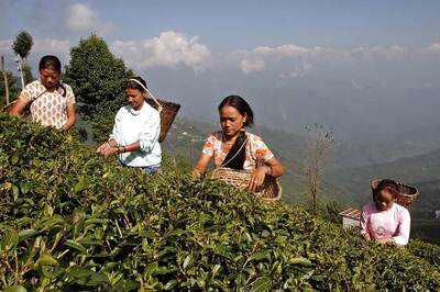 Tea Board Proposes Rs 100 Crore Package for Darjeeling Gardens