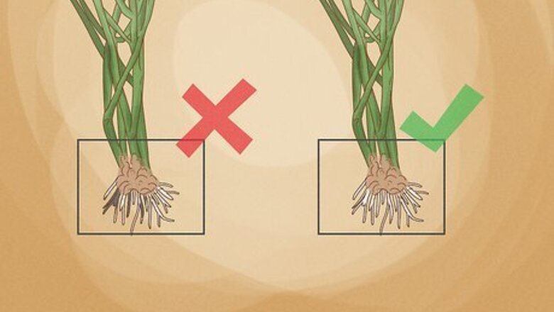 How to Grow a Pencil Tree (Euphorbia Tirucalli)