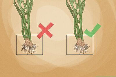 How to Grow a Pencil Tree (Euphorbia Tirucalli)