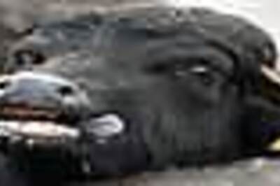 Big, bovine, beautiful: Meet India's Miss Buffalo