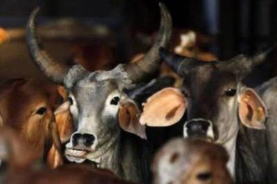 78 Cows Die of Suspected Food Poisoning in Govt-aided Shelter in Rajasthan's Churu: Official