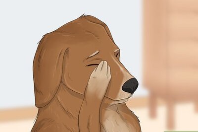 How to Treat Scratches on Your Dog's Eye