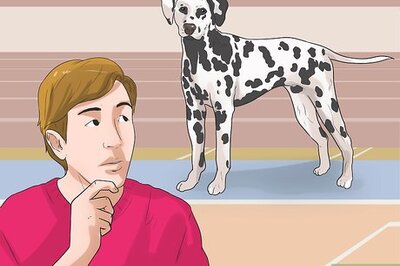 How to Cosplay as a Dog