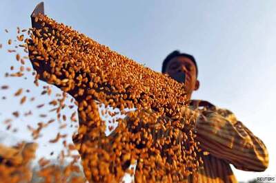 Government to prioritise wheat exports