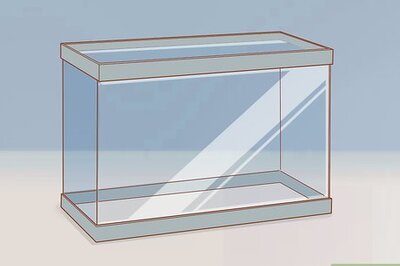 How to Own Both a Hamster and a Dog
