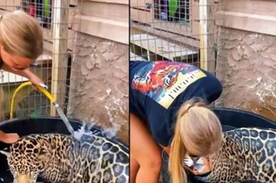 On Camera, Woman Gives Bath To Jaguar. Internet Loves Their Bond