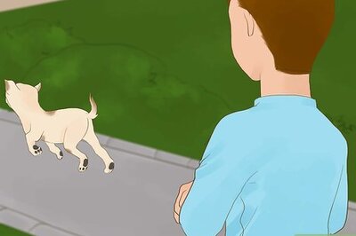 How to Catch Your Dog when They Run After Another Dog or Person