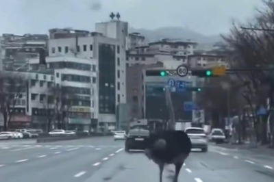 Nothing, An Escaped Ostrich Running Loose In South Korean City
