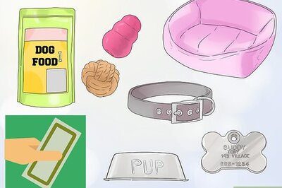 How to Handle a Puppy