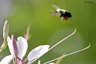 Bee sting can help treat arthritis