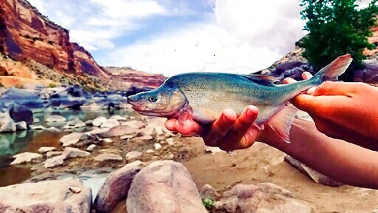 US Formally Removes Colorado River Fish's Endangered Status