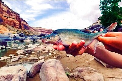 US Formally Removes Colorado River Fish's Endangered Status