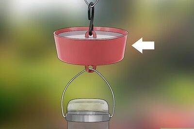 How to Keep Ants Off Hummingbird Feeders