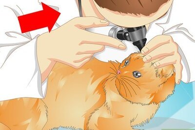 How to Deliver Ear Medication to Cats