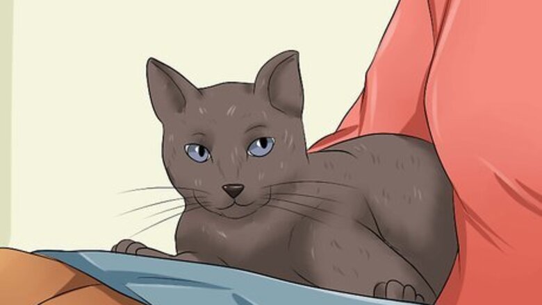 How to Make Your Cat Love You