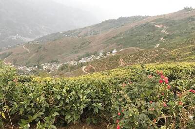 West Bengal Announces 100 MSME Parks in 3 Years, Housing for Tea Garden Workers