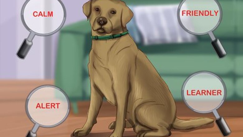 How to Obtain Service Dog Papers