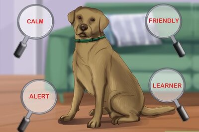 How to Obtain Service Dog Papers